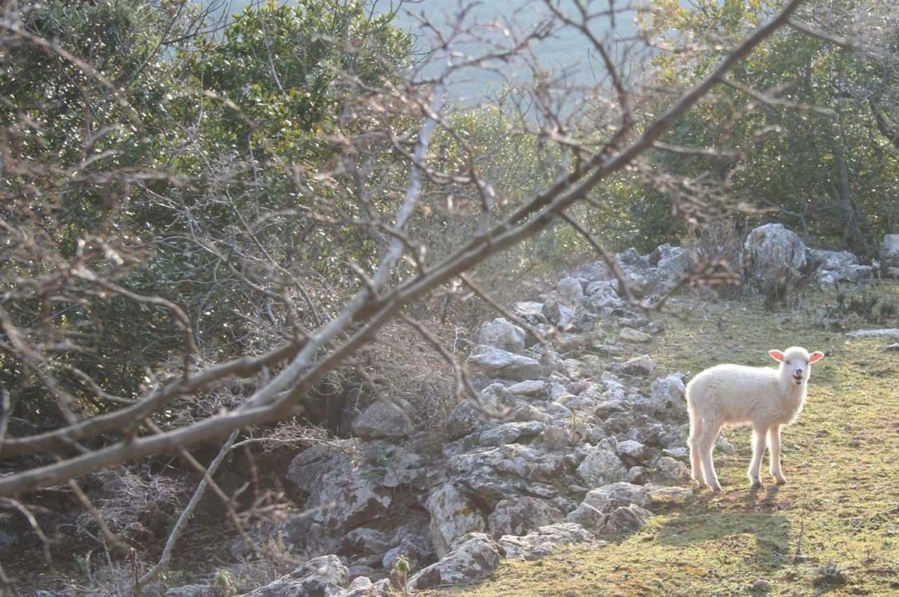 Casa Mattea Villa Nerezine Kültér fotó